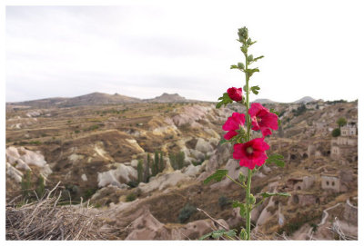 Alcea rosea