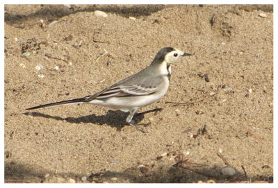 White Wagtail