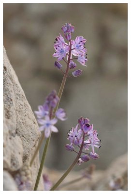 Scilla autumnalis