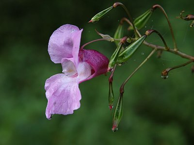 Impatiens glandulifera