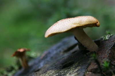 Tricholomopsis rutilans