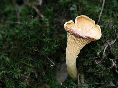 Cantharellus cibarius