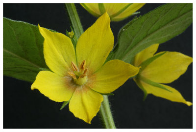 Lysimachia punctata