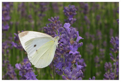 Pieris rapae