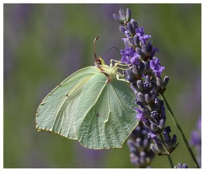 Gonepteryx cleopatra