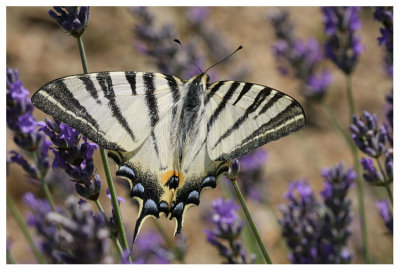 Iphiclides podalirius