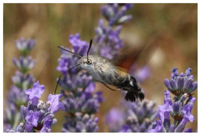 Macroglossum stellatarum