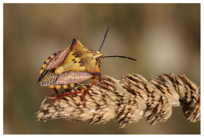 Carpocoris mediterraneus