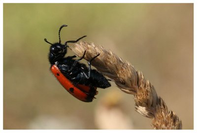 Mylabris quadripunctata