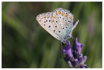 Polyommatus coridon