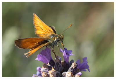 Thymelicus sylvestris