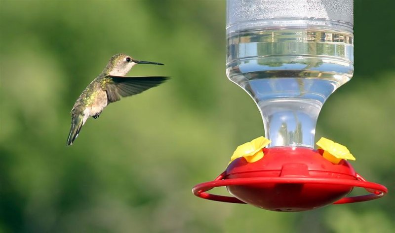 Hummingbird, Colorado
