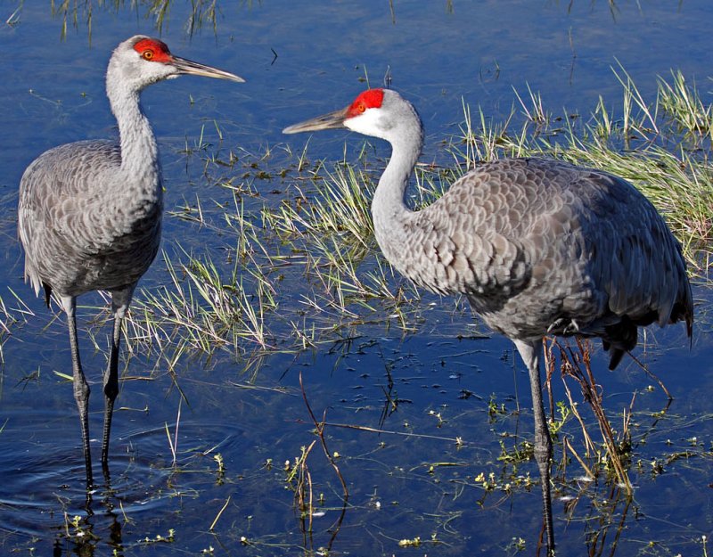 Sandhill Cranes, Florida