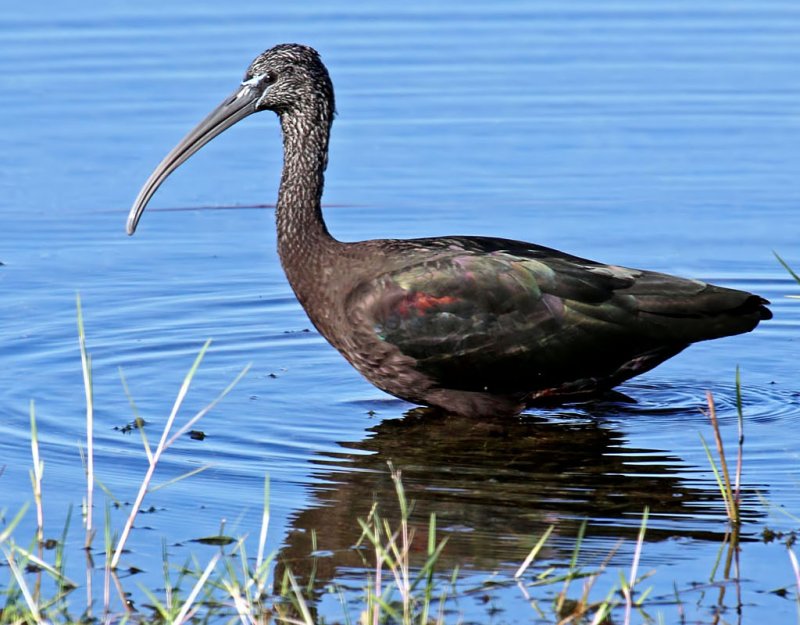 Glossy Ibis, Florida