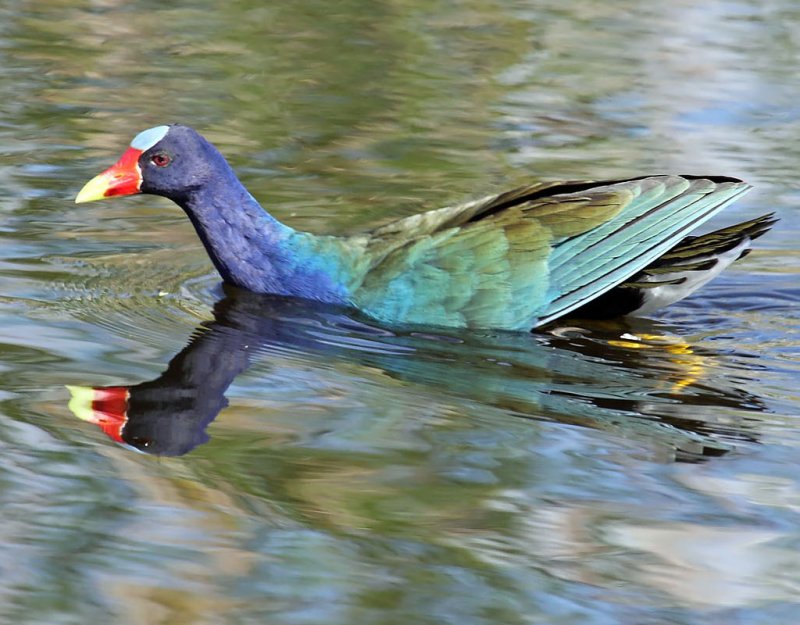 Purple Gallinule, Florida