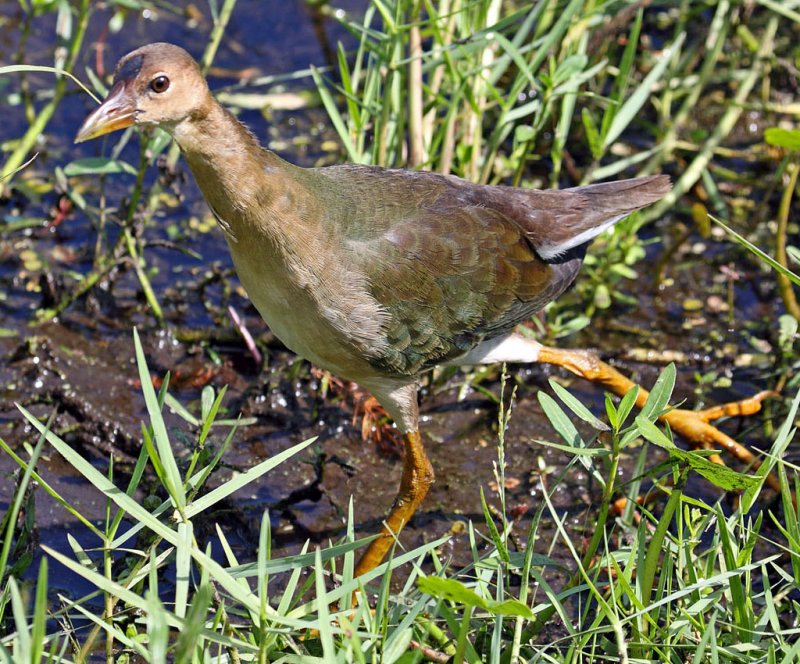 Purple Gallinule (Juvenile), Florida