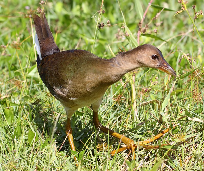 Purple Gallinule (Juvenile), Florida