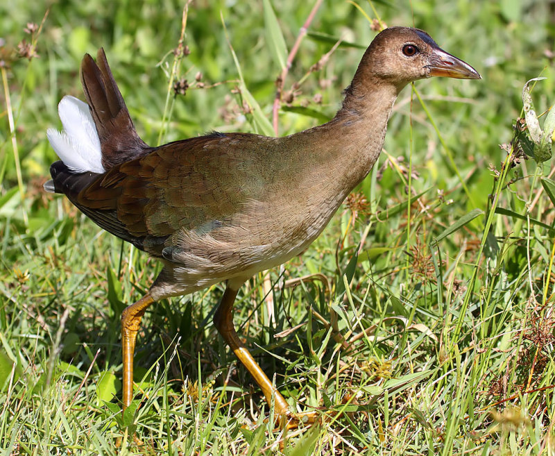 Purple Gallinule (Juvenile), Florida