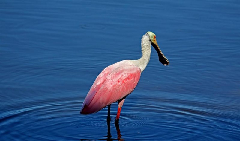 Roseate Spoonbill, Florida