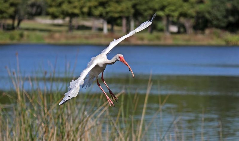 White Ibis, Florida