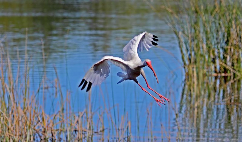 White Ibis, Florida