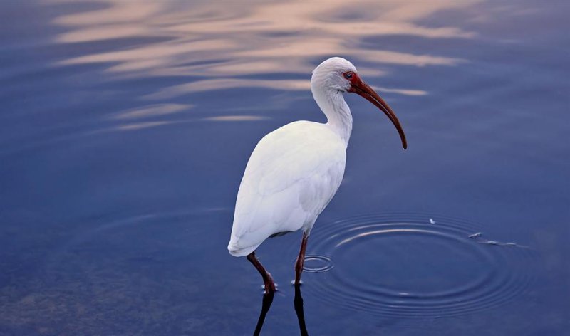 White Ibis, Florida