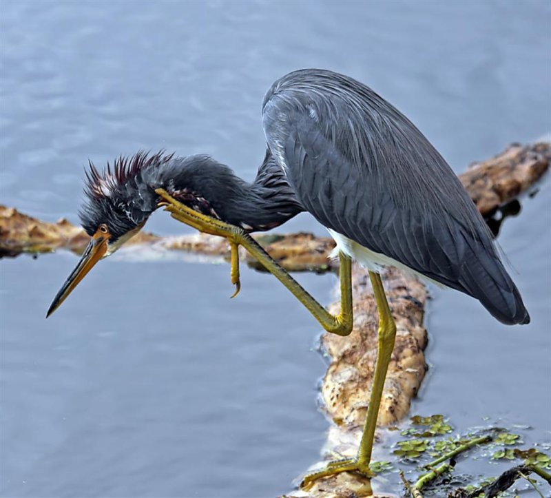 Tri-color Heron, Florida