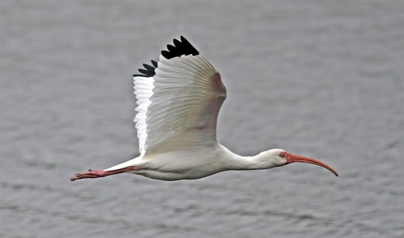 White Ibis, Florida