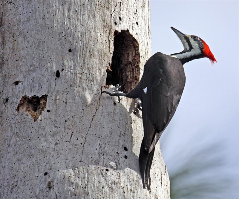 Pileated Woodpecker, Florida