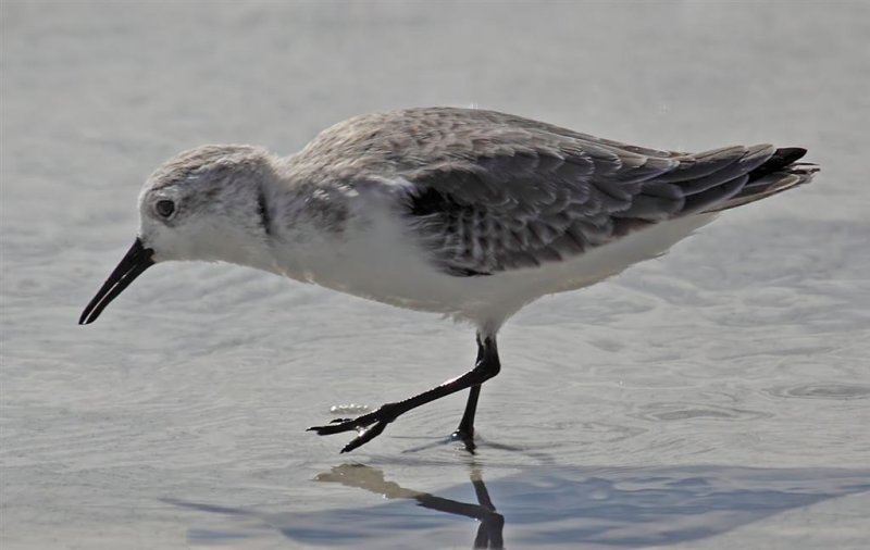 Sanderling, Florida