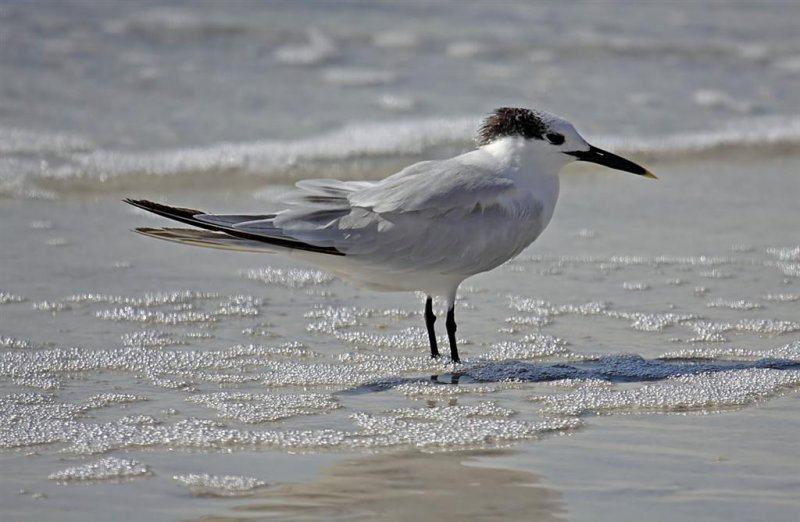 Sandwich Tern, Florida