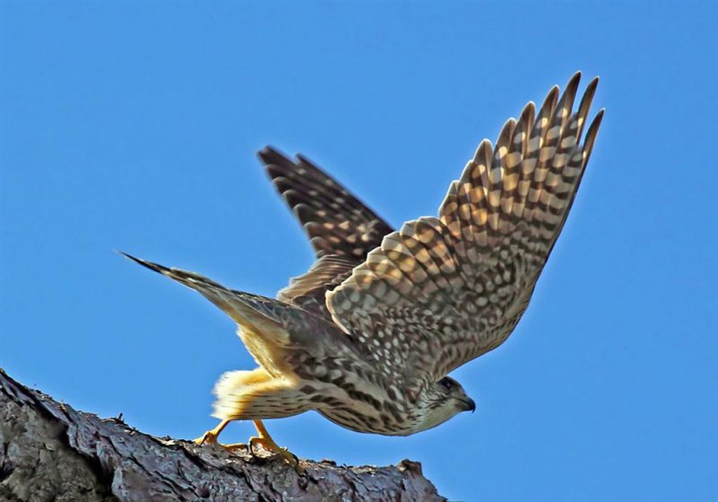 Merlin, Florida