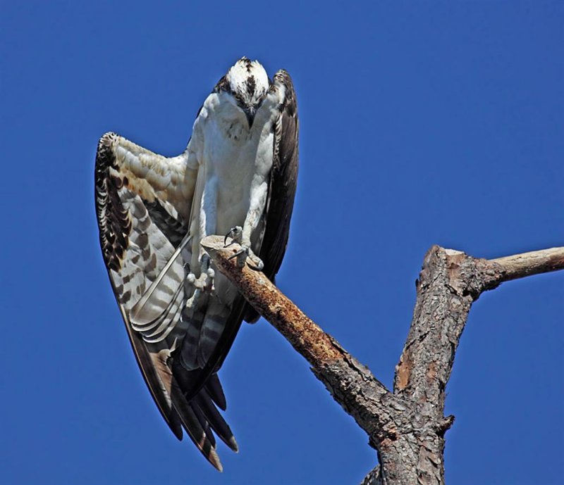 Osprey, Florida