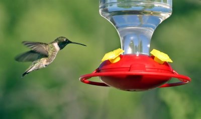 Hummingbird, Colorado
