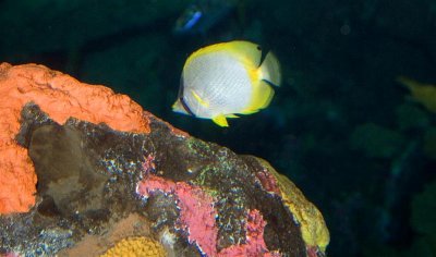 Spotfin Butterflyfish, Tennessee Aquarium
