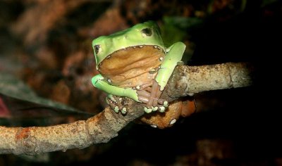 Tree Frog, Tennessee Aquarium