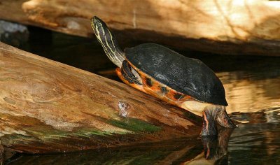 Turtle, Tennessee Aquarium