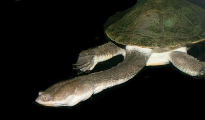  Long Neck Turtle, Tennessee Aquarium
