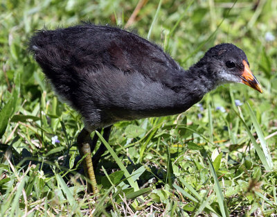  Common Moor Hen Chick, Florida