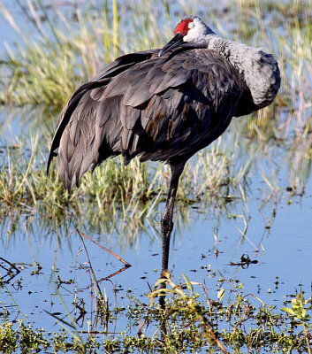 Sandhill Crane, Florida