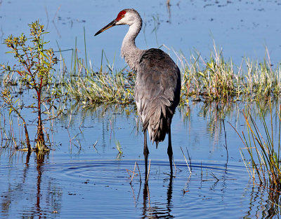 Sandhill Crane, Florida