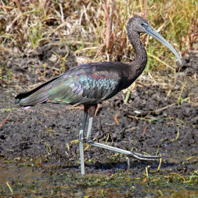 Glossy Ibis, Florida