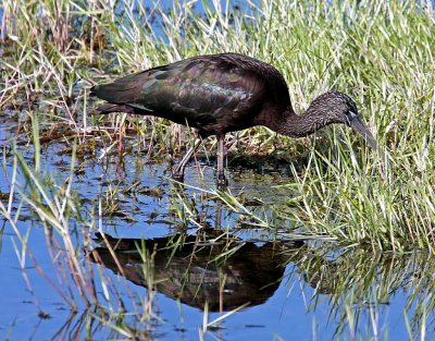 Glossy Ibis, Florida