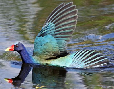 Purple Gallinule, Florida