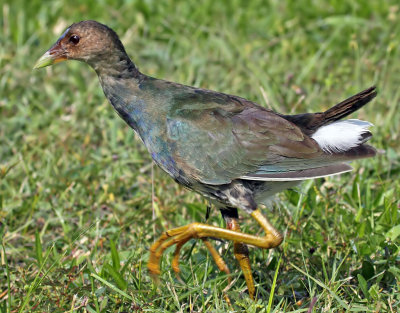 Purple Gallinule (Juvenile), Florida