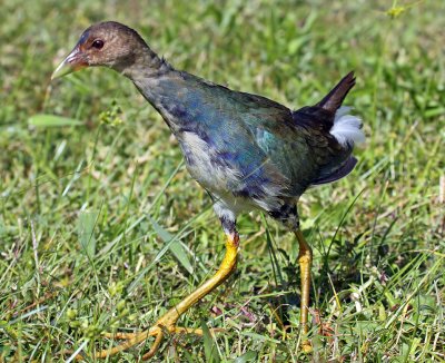 Purple Gallinule (Juvenile), Florida