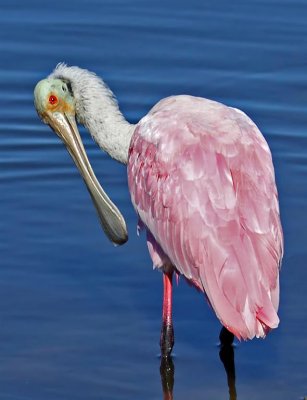 Roseate Spoonbill, Florida