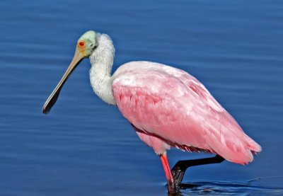 Roseate Spoonbill, Florida