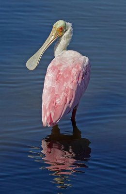 Roseate Spoonbill, Florida