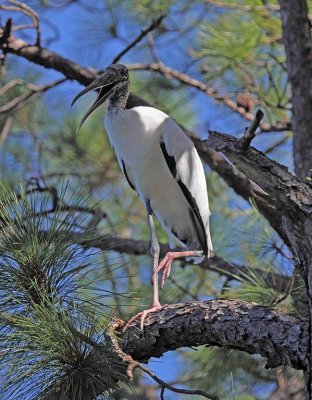 Wood Stork, Florida